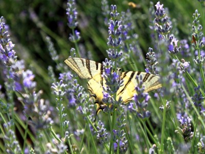 Apartment Two bedroom apartment with terrace Ugljan A-830-b - Outdoor photo 9