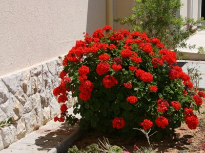 Apartment One bedroom apartment with terrace Novalja, Pag A-3294-d - Outdoor photo 10