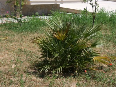 Apartment Studio flat with terrace Novalja, Pag AS-3294-a - Outdoor photo 8