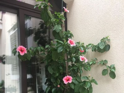 Apartment Two bedroom apartment with terrace Mirca, Brač A-2886-b - Outdoor photo 5