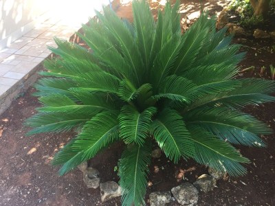 Apartment Two bedroom apartment with terrace Mirca, Brač A-2886-b - Outdoor photo 6