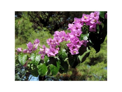 Apartment Two bedroom apartment with terrace Mirca, Brač A-2886-b - Outdoor photo 7