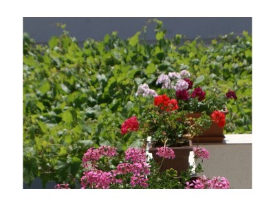 Apartment One bedroom apartment with terrace Vodice A-4192-a - Outdoor photo 6