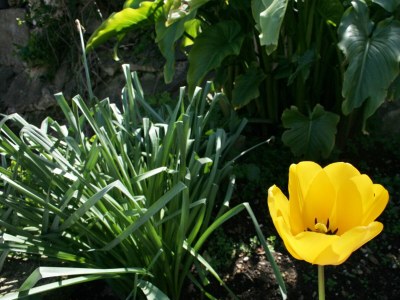 Apartment One bedroom apartment near beach Račišće, Korčula A-4360-a - Outdoor photo 10