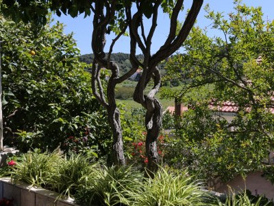 Apartment Two bedroom apartment with terrace Lumbarda, Korčula A-4473-a - Outdoor photo 28