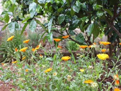 Apartment One bedroom apartment near beach Prožurska Luka, Mljet A-4940-a - Outdoor photo 8