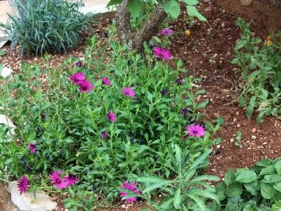 Apartment One bedroom apartment near beach Prožurska Luka, Mljet A-4940-a - Outdoor photo 9