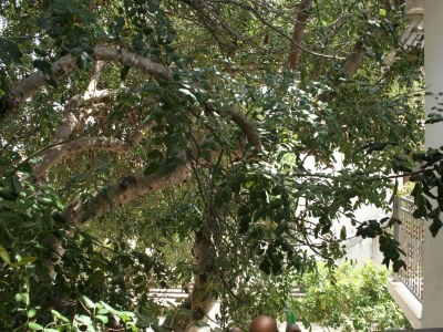 Apartment One bedroom apartment with terrace Orebić, Pelješac A-4490-b - Outdoor photo 22