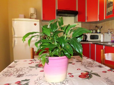 Apartment One bedroom apartment with balcony and sea view Barbat, Rab A-4988-a - Outdoor photo 15