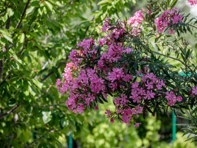 Apartment Three bedroom apartment with terrace Palit, Rab A-4990-a - Outdoor photo 20