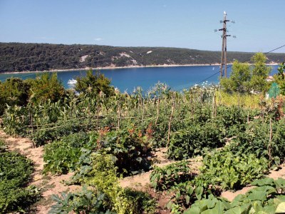 Apartment One bedroom apartment with terrace and sea view Kampor, Rab A-5032-c - Outdoor photo 9