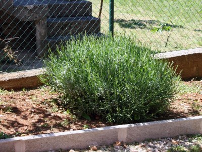 Apartment One bedroom apartment with terrace Rovanjska, Paklenica A-6209-a - Outdoor photo 9