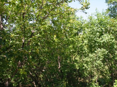 Apartment One bedroom apartment with terrace Rovanjska, Paklenica A-6209-a - Outdoor photo 25