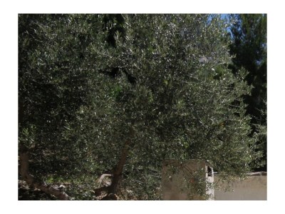 Apartment Two bedroom apartment with terrace and sea view Podgora, Makarska A-6774-a - Outdoor photo 23