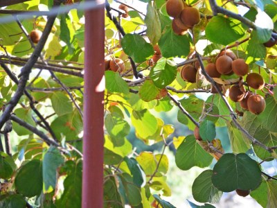 Apartment Two bedroom apartment with terrace and sea view Slatine, Čiovo A-6891-b - Outdoor photo 8