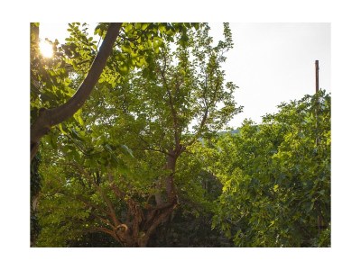 Holiday house Two bedroom house with terrace and sea view Gornji Tučepi - Podpeć, Makarska K-6915 - Outdoor photo 11