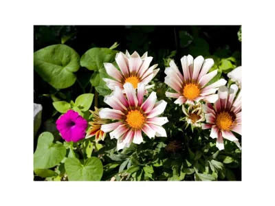 Holiday house Two bedroom house with terrace and sea view Gornji Tučepi - Podpeć, Makarska K-6915 - Outdoor photo 19