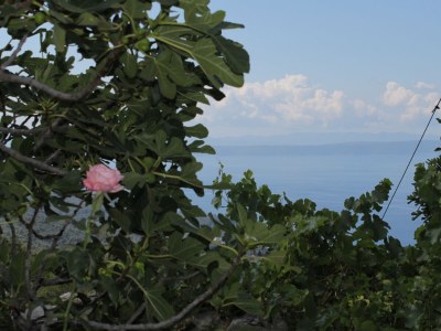 Holiday house Two bedroom house with terrace and sea view Gornji Tučepi - Podpeć, Makarska K-6915 - Outdoor photo 54