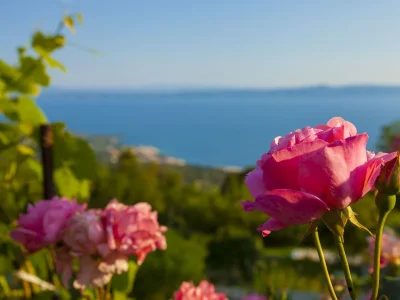 Holiday house Two bedroom house with terrace and sea view Gornji Tučepi - Podpeć, Makarska K-6915 - Outdoor photo 56