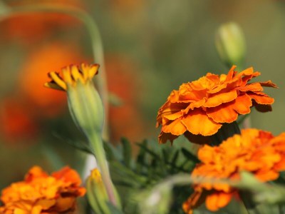 Holiday house Two bedroom house with terrace Rim, Central Istria - Središnja Istra K-7070 - Outdoor photo 28