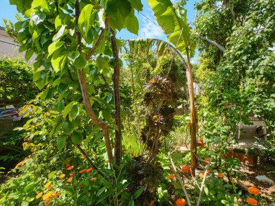 Apartment Two bedroom apartment with terrace Mali Lošinj, Lošinj A-7972-a - Outdoor photo 9