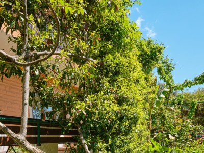 Apartment Two bedroom apartment with terrace Mali Lošinj, Lošinj A-7972-a - Outdoor photo 11