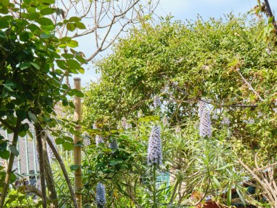 Apartment Two bedroom apartment with terrace Mali Lošinj, Lošinj A-7972-a - Outdoor photo 12