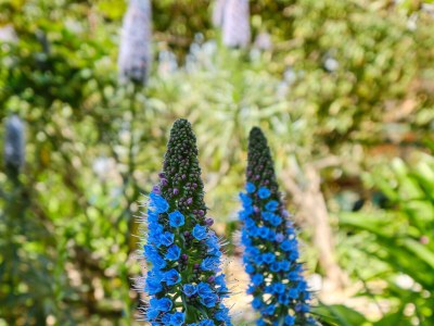 Apartment Two bedroom apartment with terrace Mali Lošinj, Lošinj A-7972-a - Outdoor photo 13