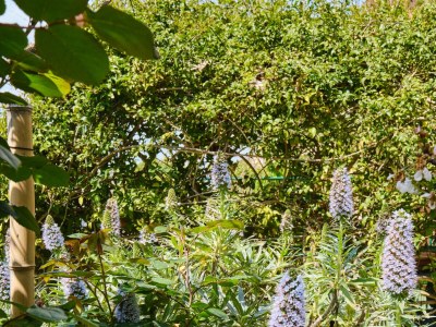 Apartment Two bedroom apartment with terrace Mali Lošinj, Lošinj A-7972-a - Outdoor photo 14