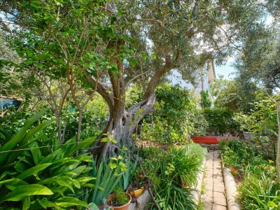 Apartment Two bedroom apartment with terrace Mali Lošinj, Lošinj A-7972-a - Outdoor photo 17