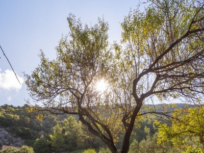 Apartment One bedroom apartment with terrace and sea view Cove Pobij, Hvar A-7506-c - Outdoor photo 7