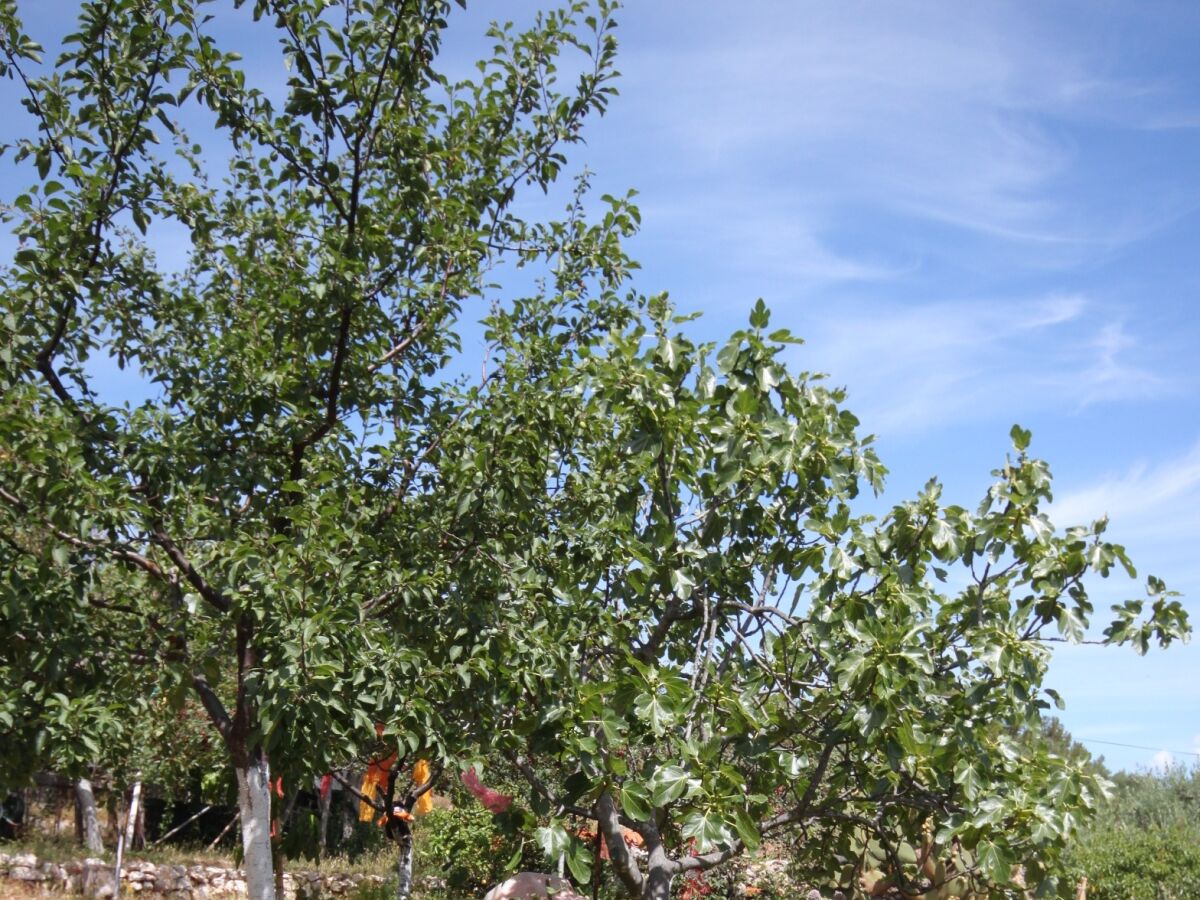 Apartment Studio flat with terrace Mali Lošinj, Lošinj AS-8039-a - Outdoor photo 5