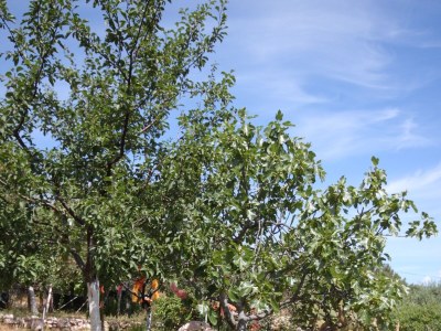 Apartment Studio flat with terrace Mali Lošinj, Lošinj AS-8039-a - Outdoor photo 5
