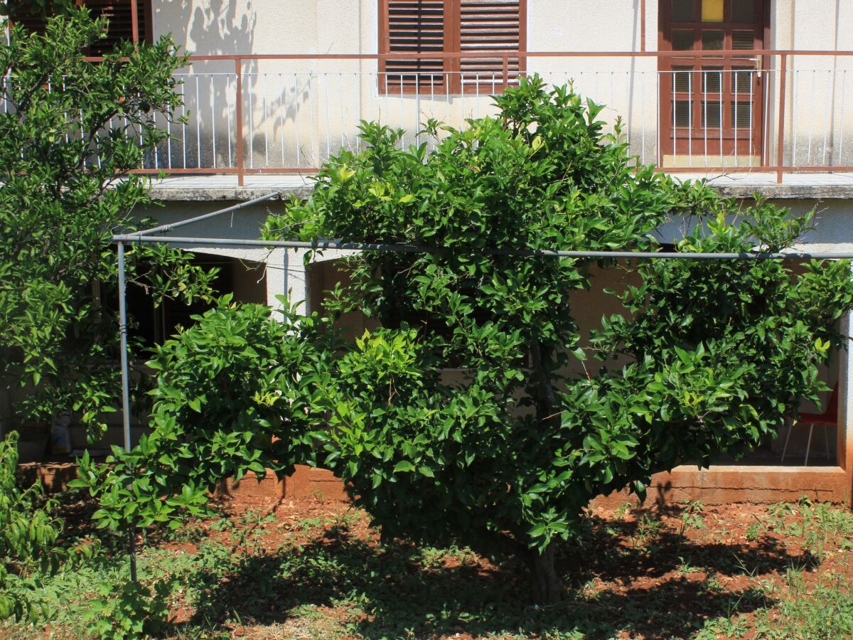Apartment Four-bedroom apartment with terrace and sea view Zaglav, Dugi otok A-8146-a - Outdoor photo 5