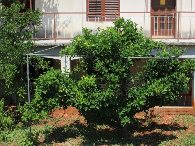 Apartment Four-bedroom apartment with terrace and sea view Zaglav, Dugi otok A-8146-a - Outdoor photo 5