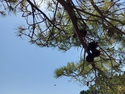 Holiday house Two bedroom house near beach Krknata, Dugi otok K-8150 - Outdoor photo 26