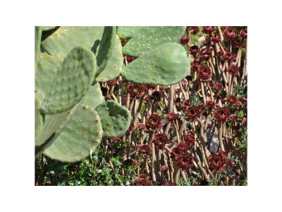 Apartment Studio flat with balcony and sea view Pasadur, Lastovo AS-8351-a - Outdoor photo 10