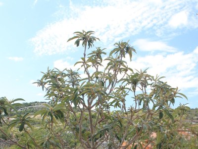 Apartment One bedroom apartment with balcony and sea view Ražanj, Rogoznica A-8361-b - Outdoor photo 8