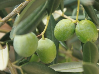 Apartment One bedroom apartment with balcony and sea view Ražanj, Rogoznica A-8361-b - Outdoor photo 9