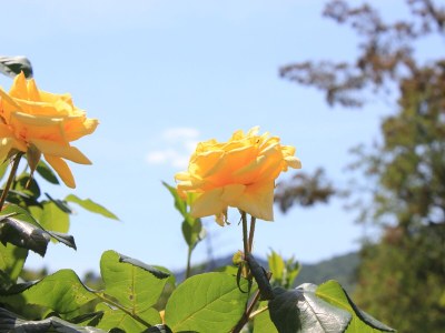 Apartment Two bedroom apartment with terrace Oprič, Opatija A-7715-a - Outdoor photo 24