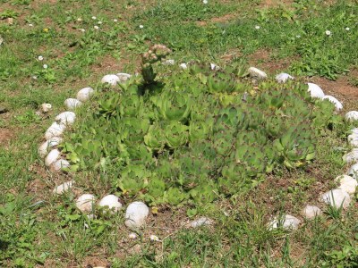 Apartment Two bedroom apartment with terrace Oprič, Opatija A-7715-a - Outdoor photo 25