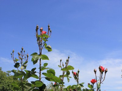 Apartment Two bedroom apartment with terrace Oprič, Opatija A-7715-a - Outdoor photo 27