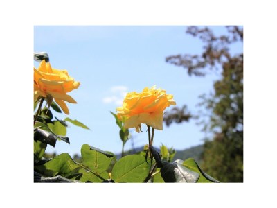 Apartment One bedroom apartment with terrace Oprič, Opatija A-7716-a - Outdoor photo 24