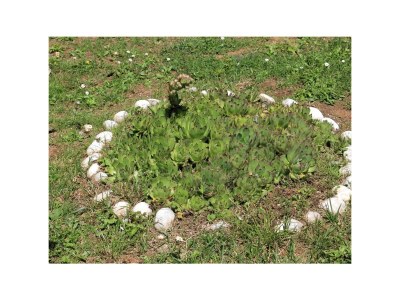 Apartment One bedroom apartment with terrace Oprič, Opatija A-7716-a - Outdoor photo 25