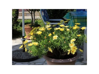 Apartment One bedroom apartment with terrace Oprič, Opatija A-7716-a - Outdoor photo 26