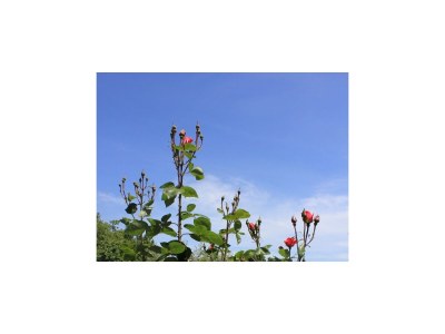 Apartment One bedroom apartment with terrace Oprič, Opatija A-7716-a - Outdoor photo 27