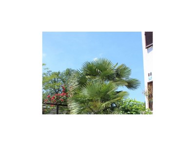 Apartment One bedroom apartment with terrace Oprič, Opatija A-7716-b - Outdoor photo 18