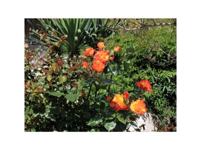 Apartment One bedroom apartment with terrace Oprič, Opatija A-7716-b - Outdoor photo 22