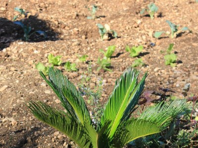 Apartment One bedroom apartment with terrace and sea view Okrug Gornji, Čiovo A-8440-c - Outdoor photo 8