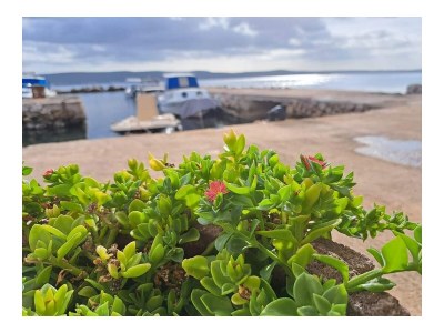 Apartment Two bedroom apartment with terrace and sea view Neviđane, Pašman A-8453-a - Outdoor photo 26